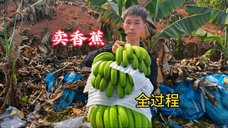 国产精品香蕉，一区特色与市场前景